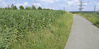 Bohnenfeld und Stromtrassen in Witten/Dortmun
